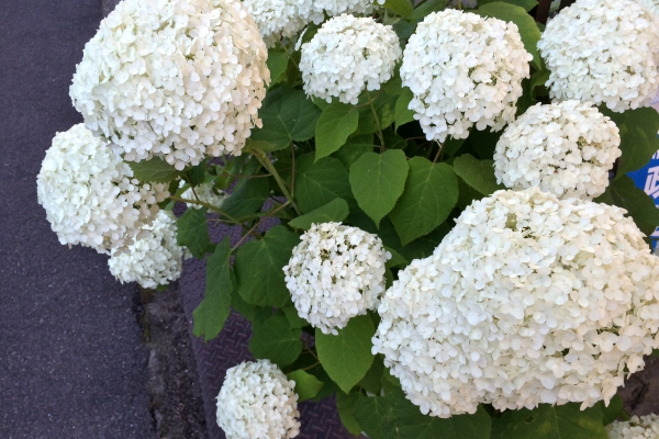 紫陽花